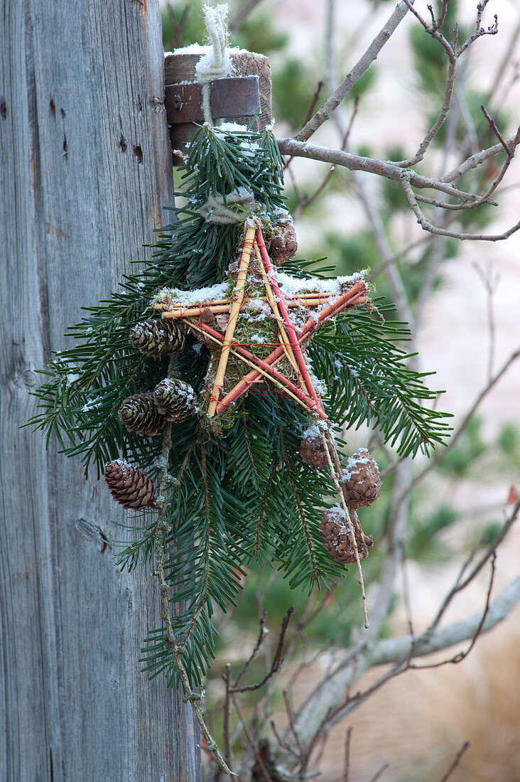 Making stars out of colorful dogwood branches