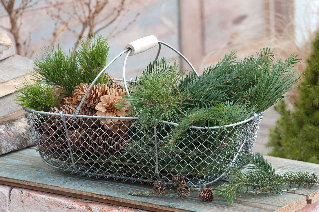 Wire basket with branches of pinus, abies and cones