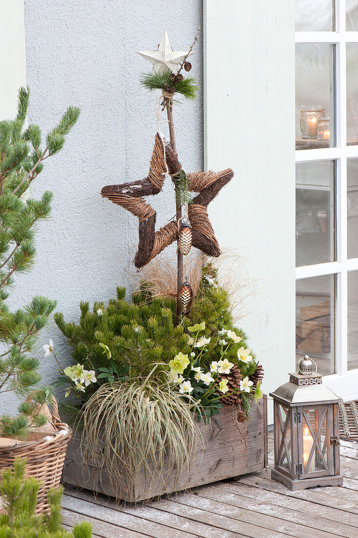 Winterhart bepflanzter Holzkasten mit Pinus mugo mughus