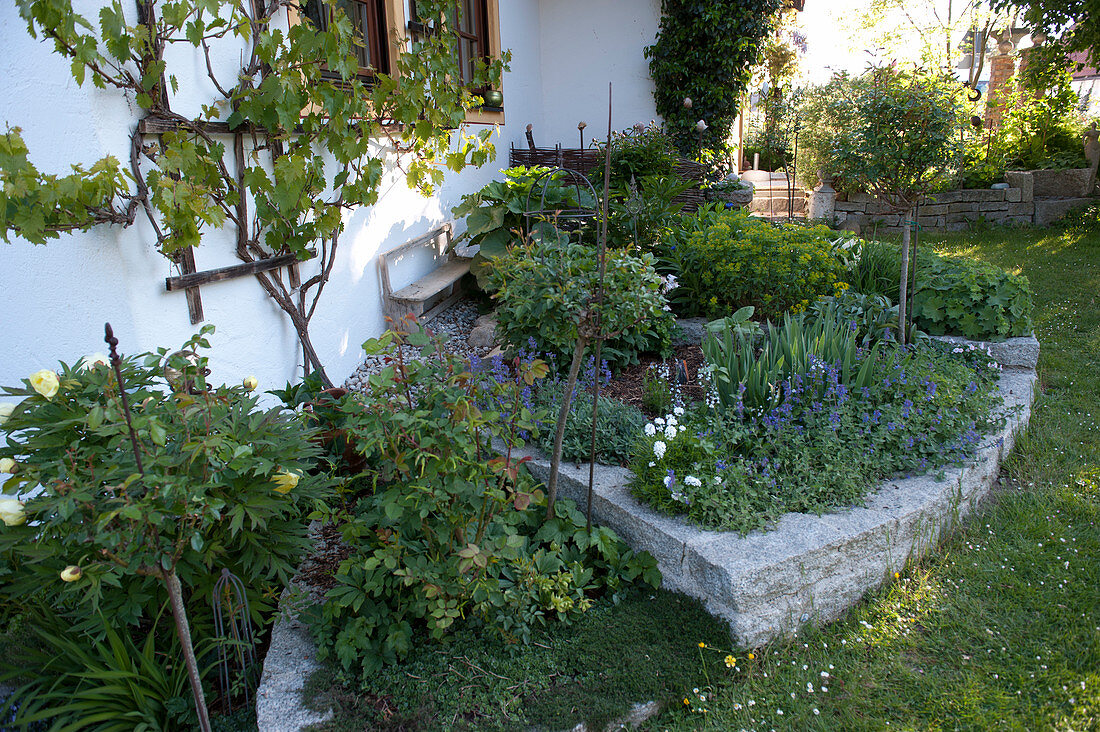 Terrassierte Beete mit Mauern aus Granit, bepflanzt mit Rosa ( Rosen