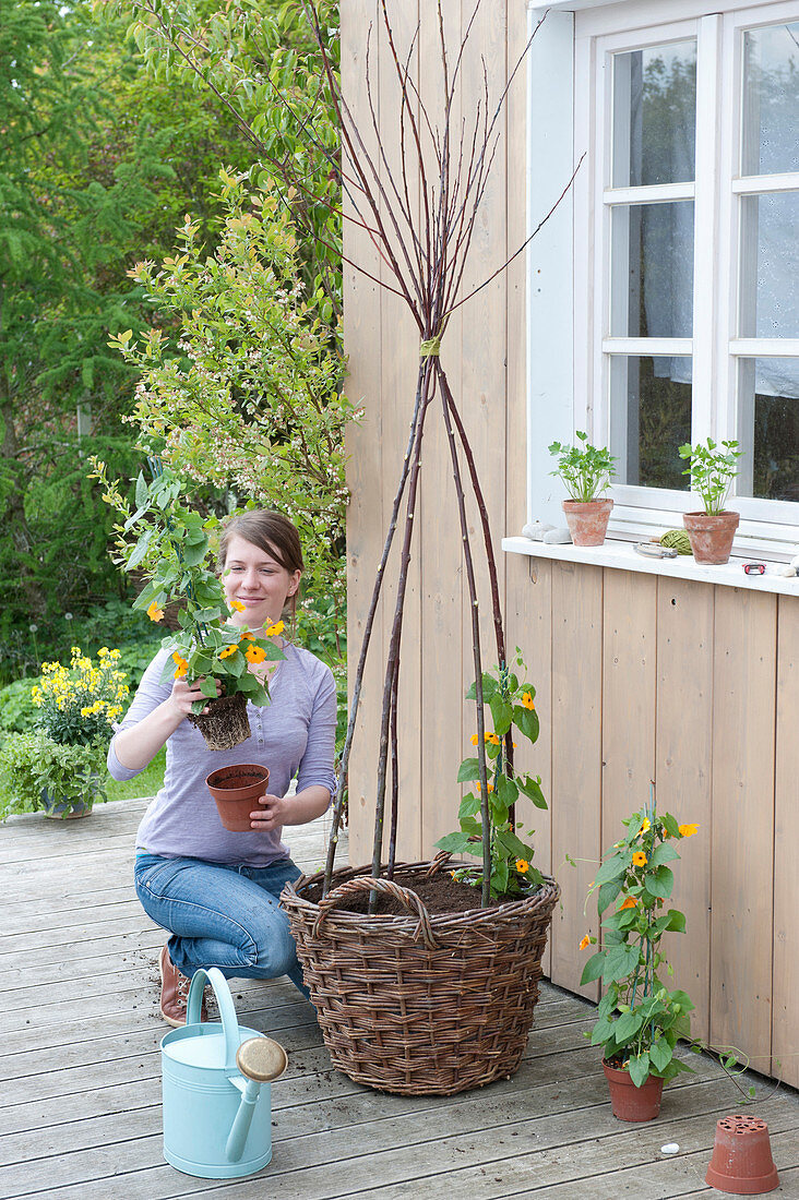 Schwarzaeugige Susanne in Korb mit Rankhilfe einpflanzen :