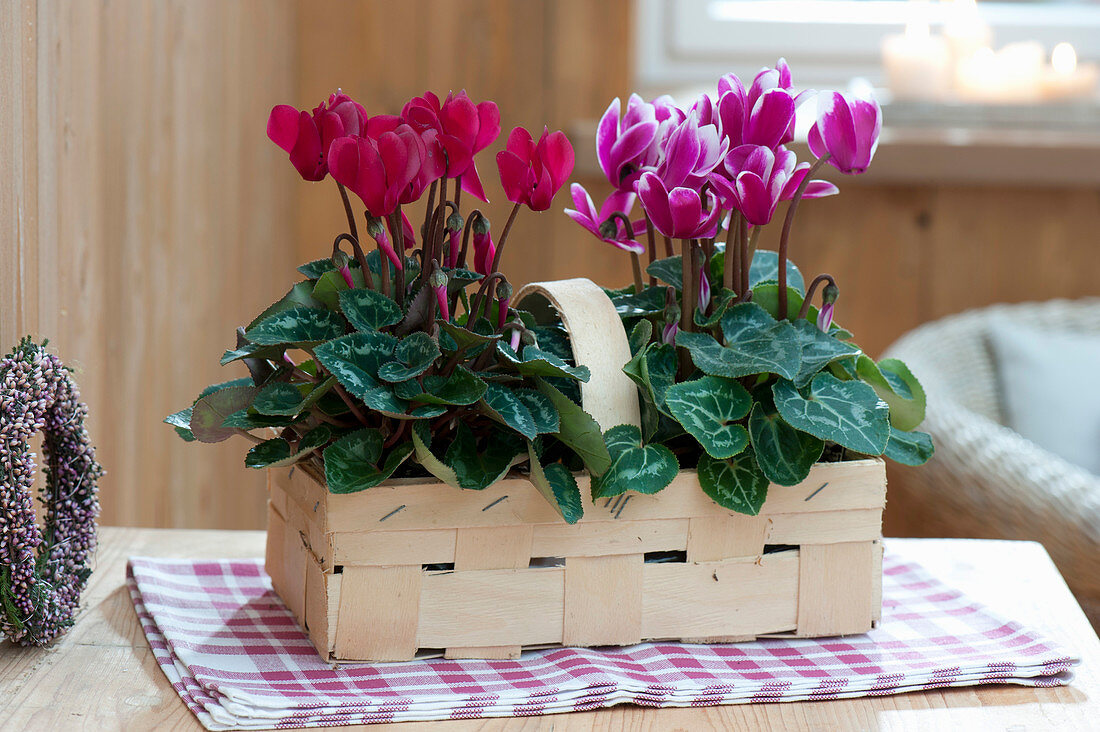 Spankorb mit Cyclamen persicum ( Alpenveilchen )