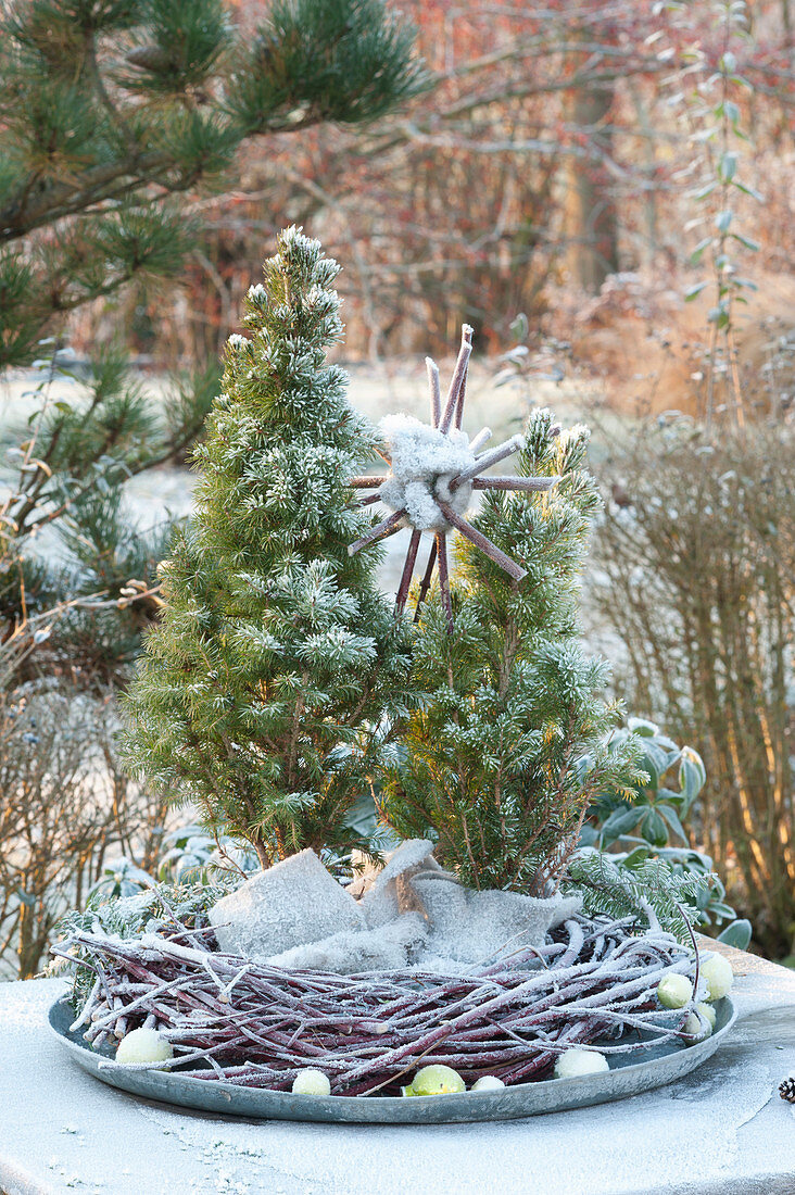 Frozen twigs wreath with Picea glauca 'Conica'