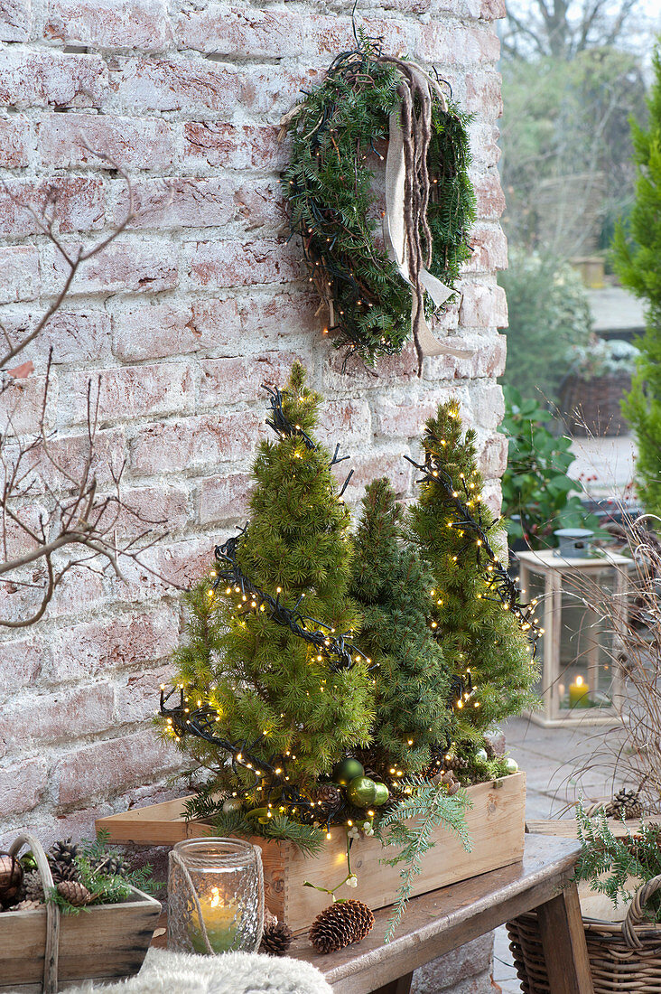 Wooden box with Picea glauca 'Conica' with fairy lights