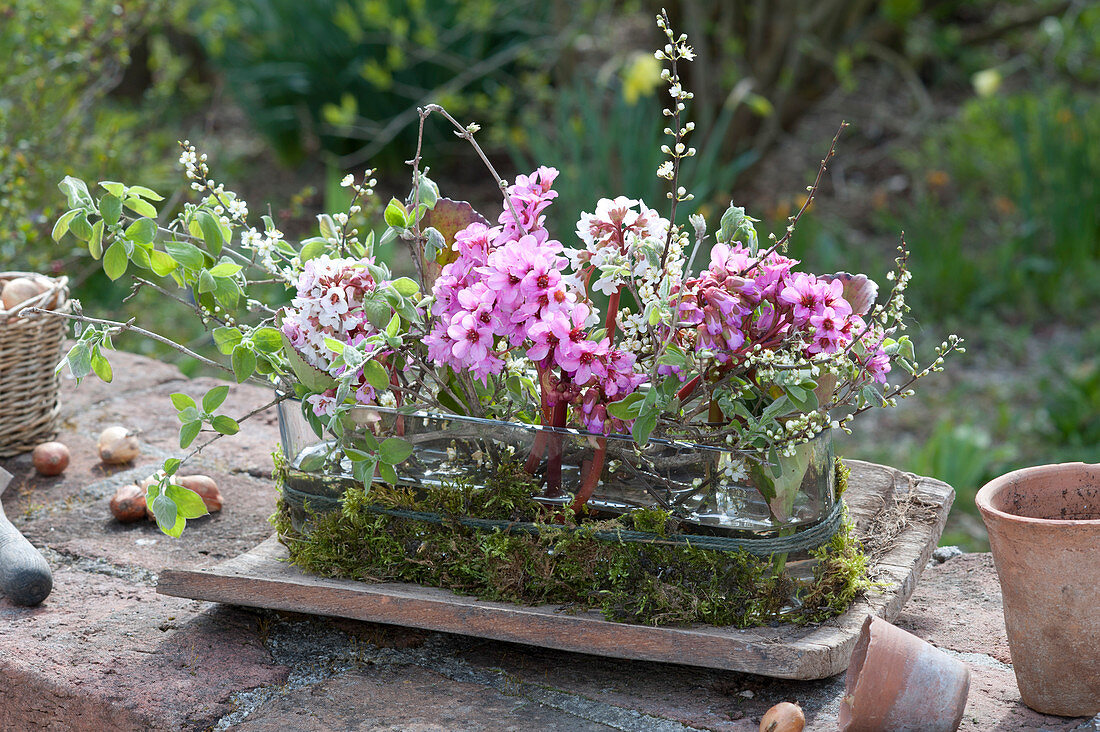 Spring arrangement in glass jardiniere with moss and Bergenia blossoms