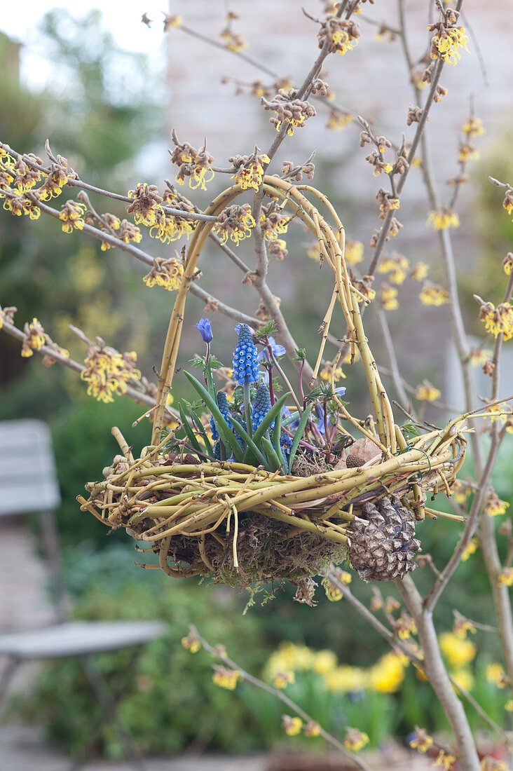 Hängendes Korb-Nest aus aus Zweigen von Cornus stolonifera 'Flaviramea'