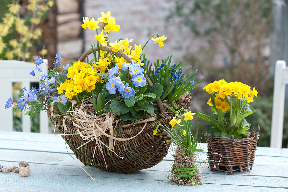 Blue-yellow planted wicker basket, Primula, Muscari armeniacum