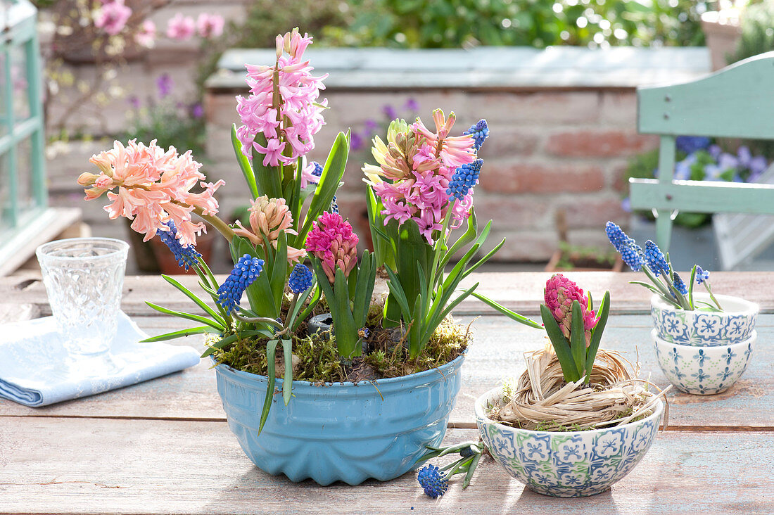 Hyacinthus 'Pink Pearl', 'Gypsy Queen', 'Jan Bos' and Muscari