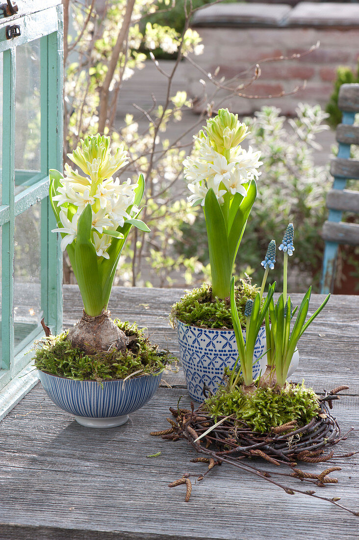 Hyacinthus 'White Pearl' (Hyacinths) in blue-white ceramic