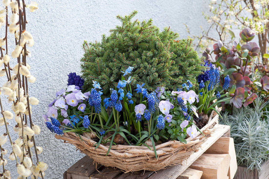 Basket bowl with Picea abies 'Echiniformis', Viola cornuta