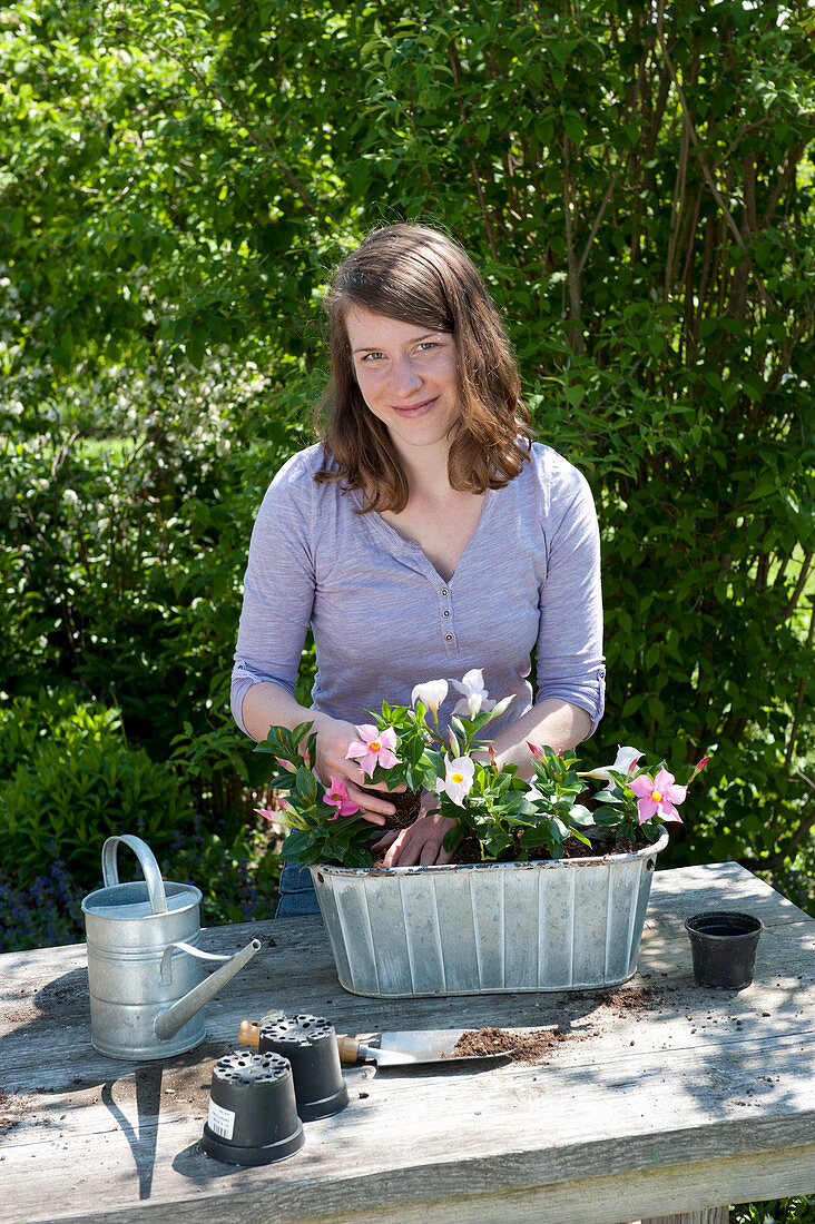 Plant Zinc Jardiniere with Mandevilla Sundaville 'Pink' 'White'