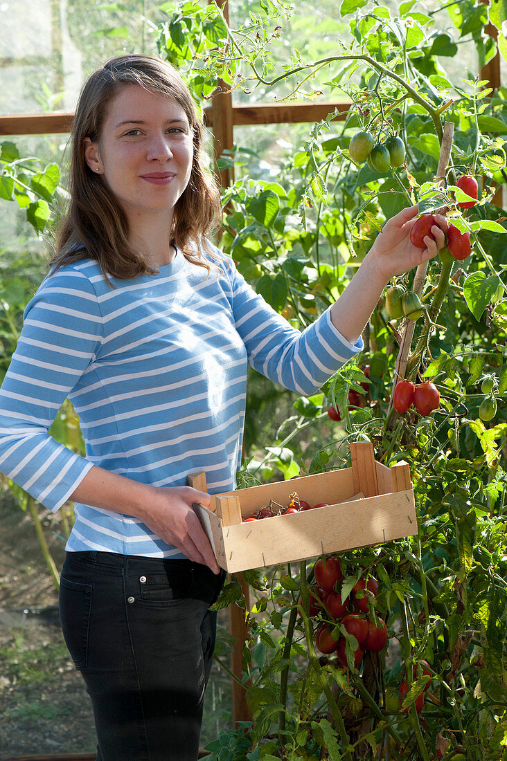 Tomaten im Gewaechshaus einpflanzen