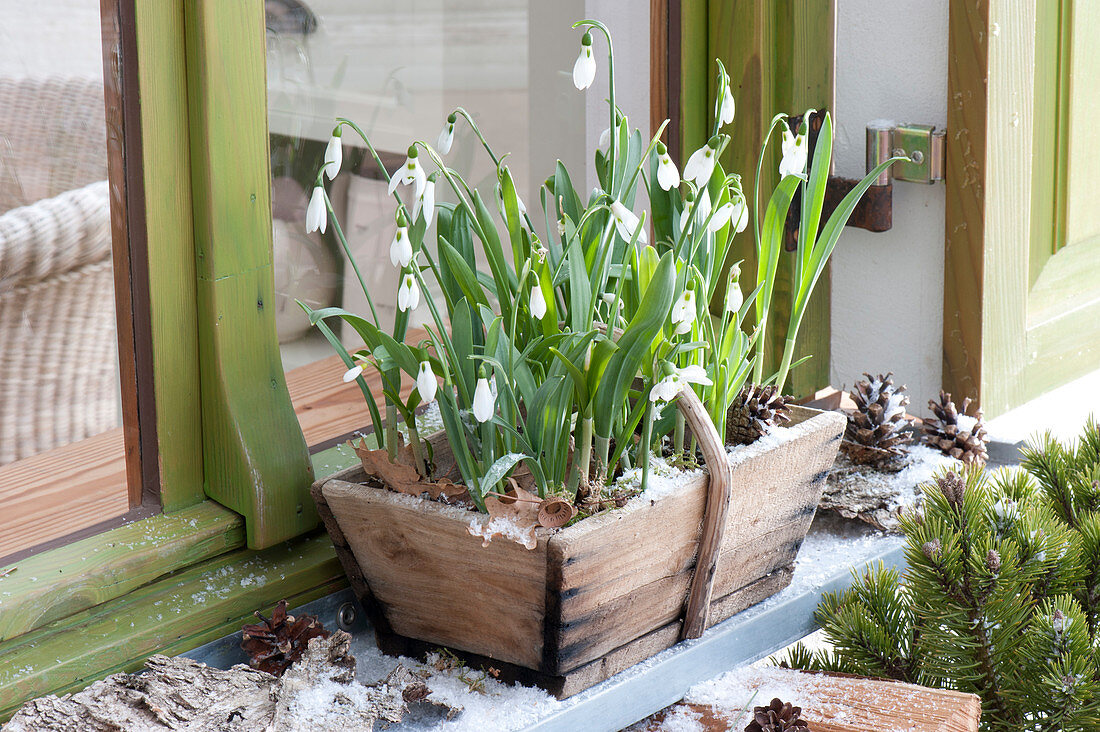 Wooden basket with Galanthus nivalis with some snow