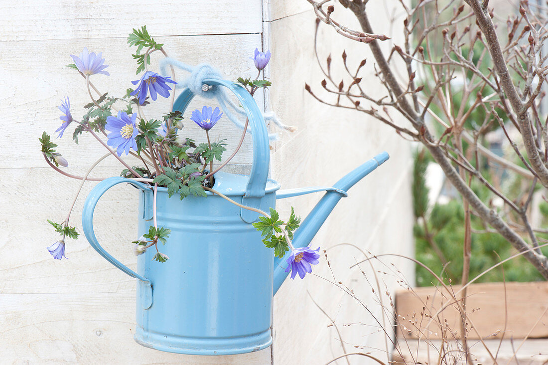 Anemone blanda, hung in blue watering can