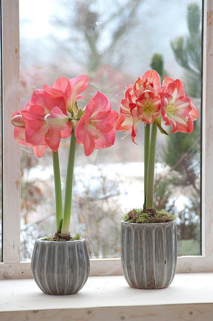 Hippeastrum (Amaryllis) in gray pots on the windowsill