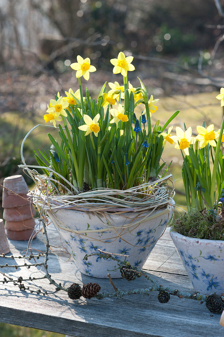 Narcissus 'Tete a Tete' ( Narzissen ), Muscari ( Traubenhyazinthen )