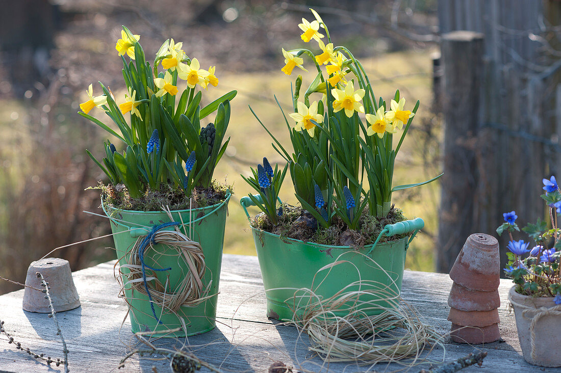 Narcissus 'Tete a Tete' ( Narzissen ) und Muscari ( Traubenhyazinthen )