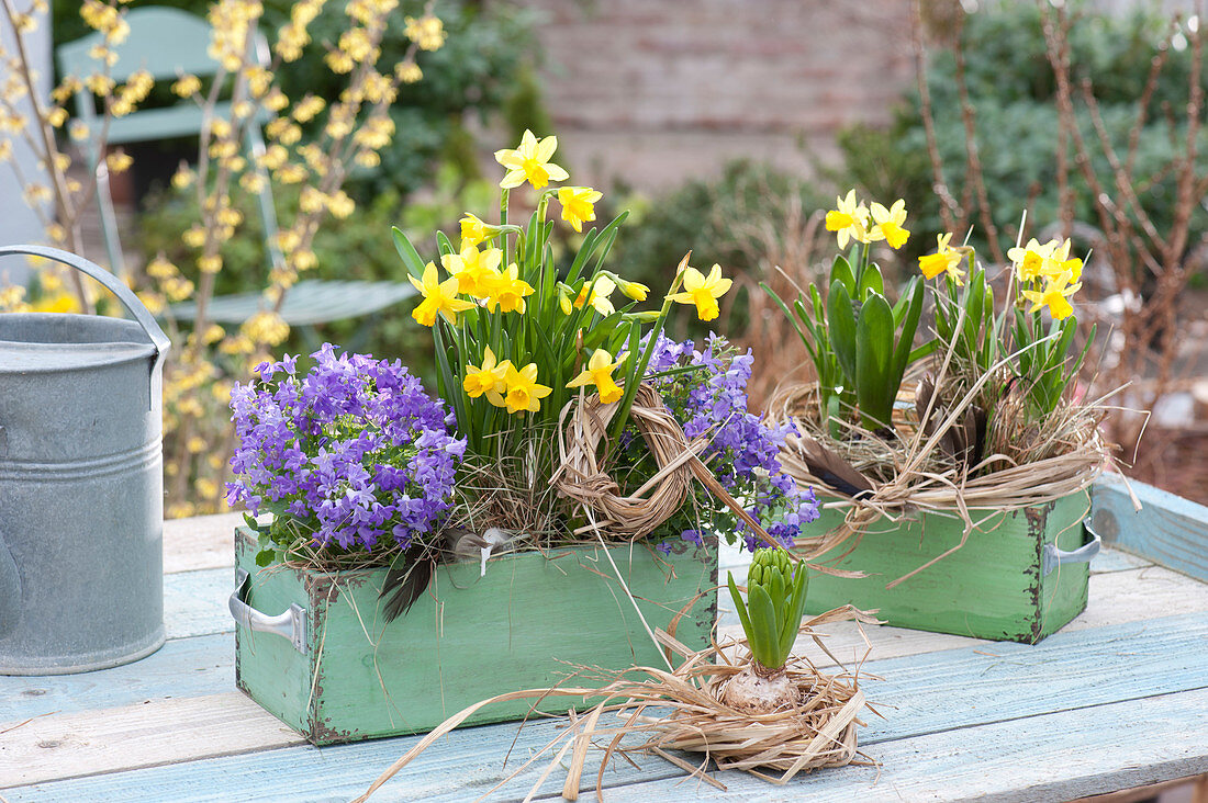 Alte Schubladen mit Frühlings-Bepflanzung : Narcissus 'Tete a Tete'