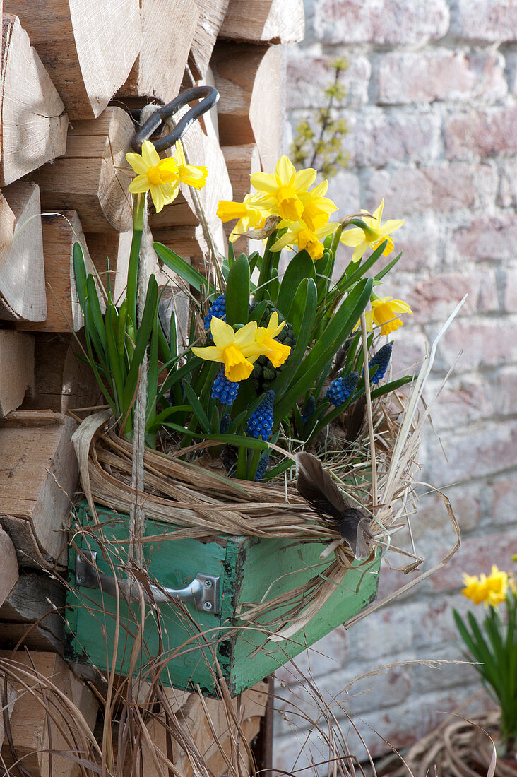 Alte Schublade bepflanzt mit Narcissus 'Tete a Tete' ( Narzissen )