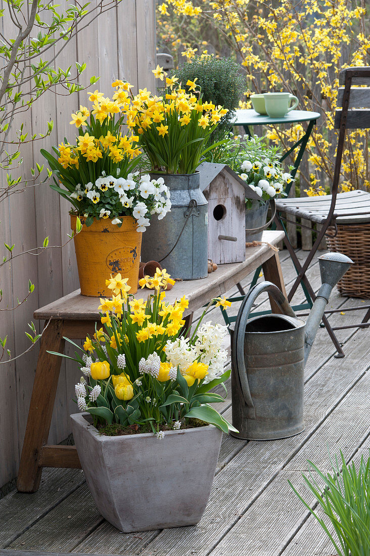 Frühlingsterrasse mit Narcissus 'Tete a Tete' ( Narzissen ), Tulipa 'Calimero'