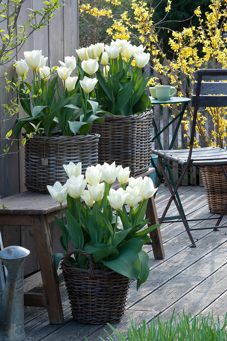 Tulipa 'Purissima' (white tulips) in baskets