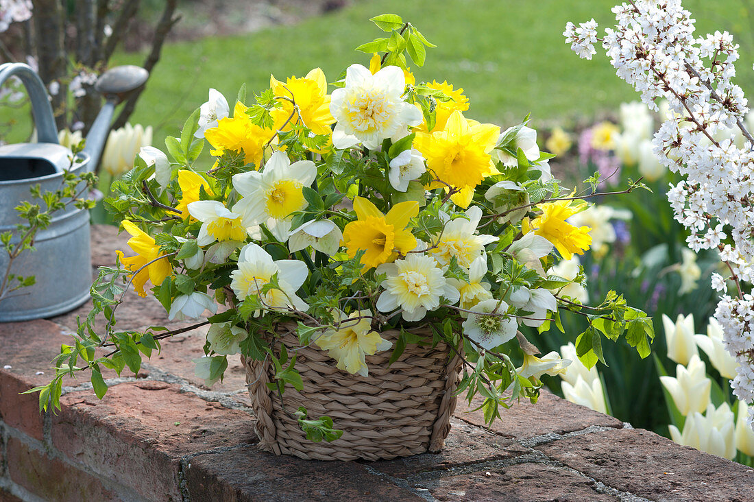 Yellow-white spring bouquet in the basket Narcissus, Helleborus