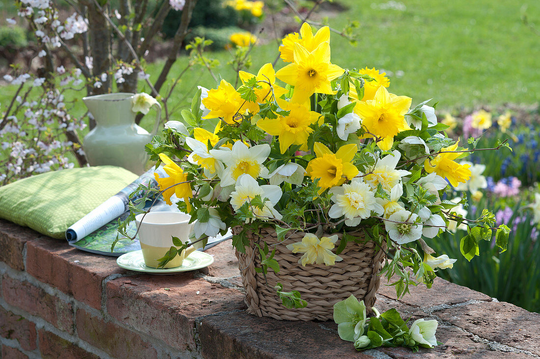 Yellow-white spring bouquet in the basket, Narcissus, Helleborus
