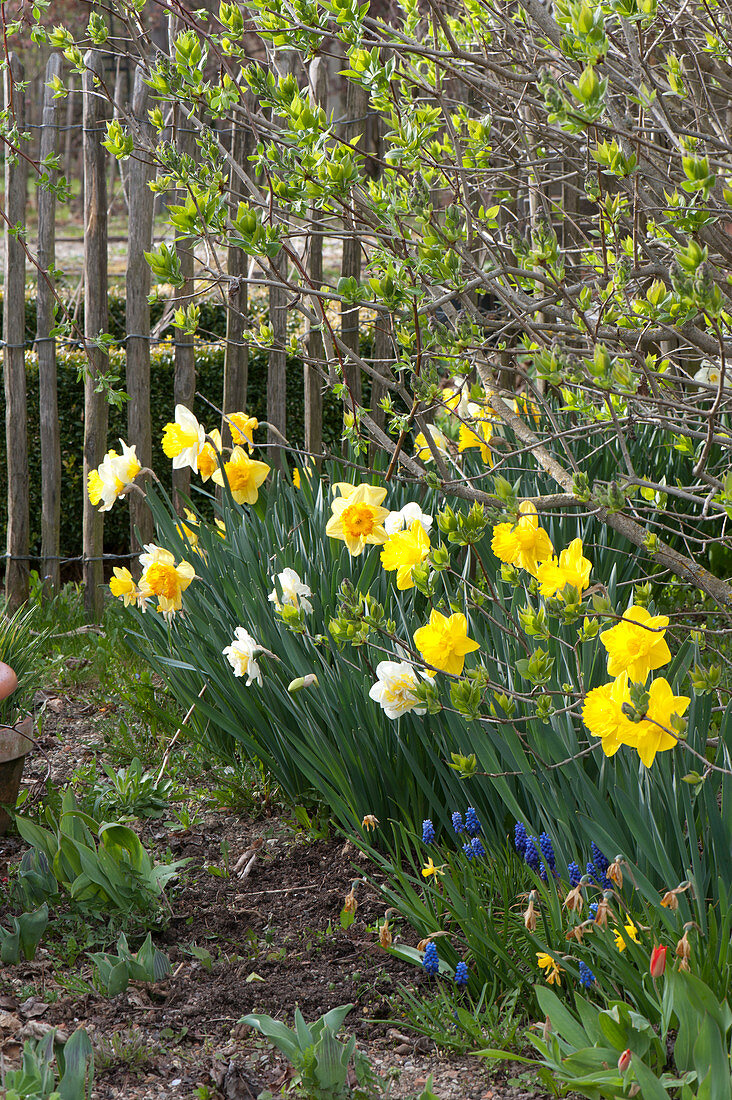 Narcissus ( Narzissen ) und Muscari ( Traubenhyazinthen ) unterm Fliederbusch