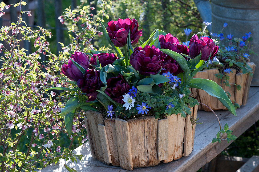 Tulipa 'Black Hero' ( Gefüllte späte Tulpe ) und Anemone blanda