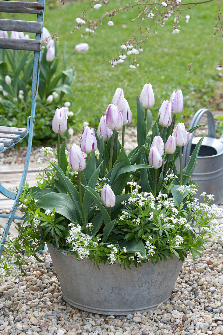 Tulipa 'Shirley' ( Tulpen ) mit Galium odoratum ( Waldmeister )