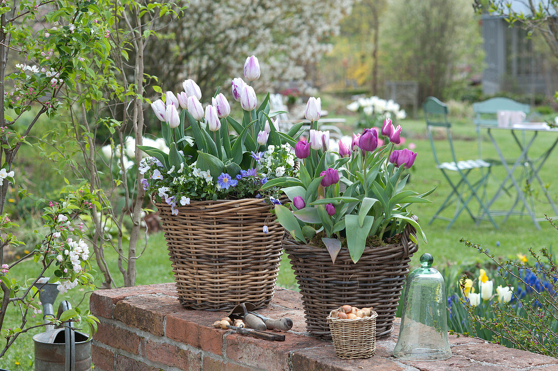 Tulipa 'Shirley', 'Purple Prince' (Tulip), Anemone blanda