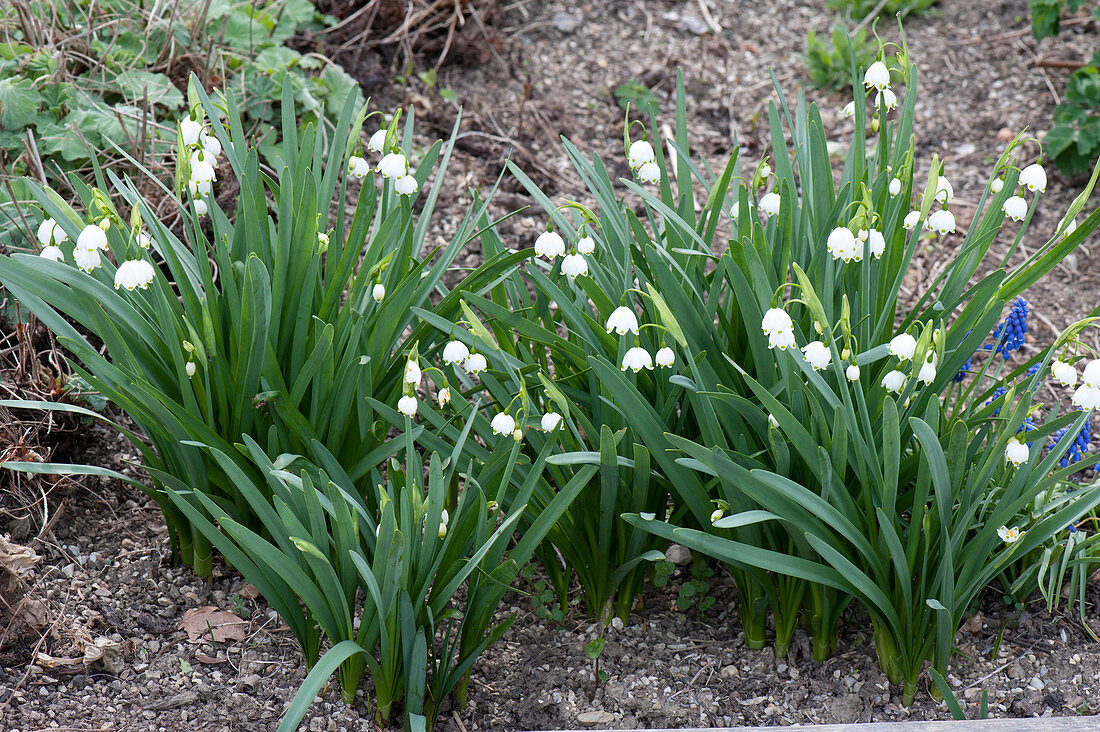 Leucojum vernum ( Märzenbecher, Frühlings-Knotenblume ) im Beet