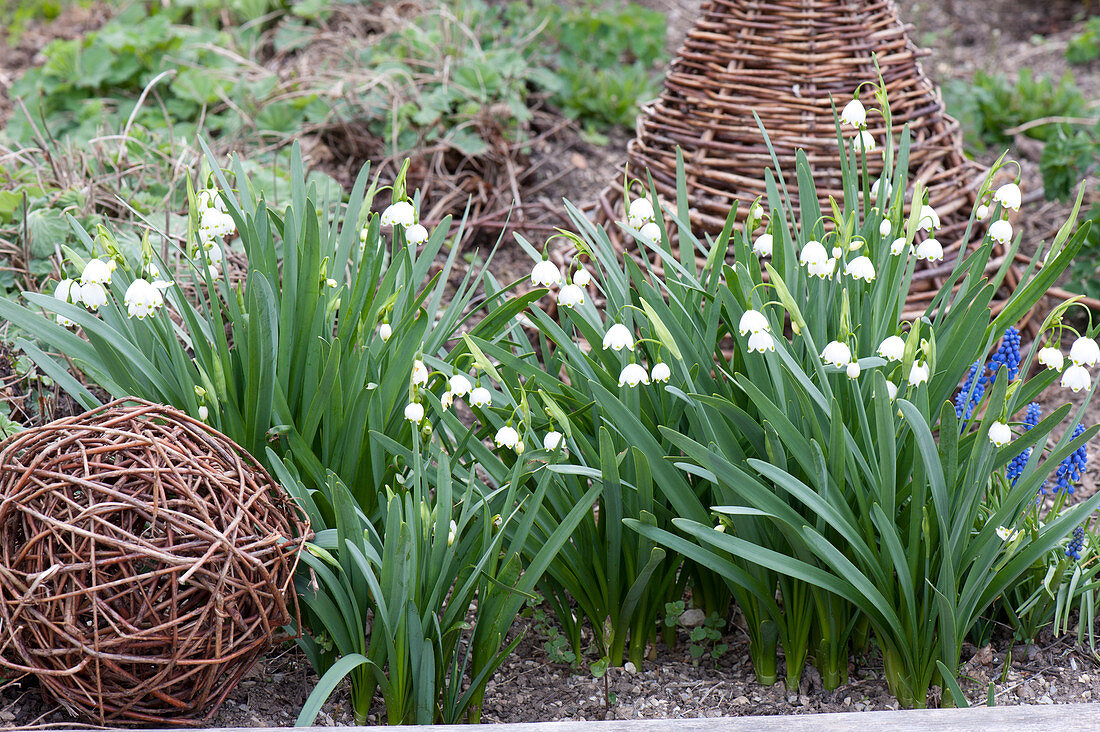 Leucojum vernum (March Cup, Spring Knot Flower) in the bed
