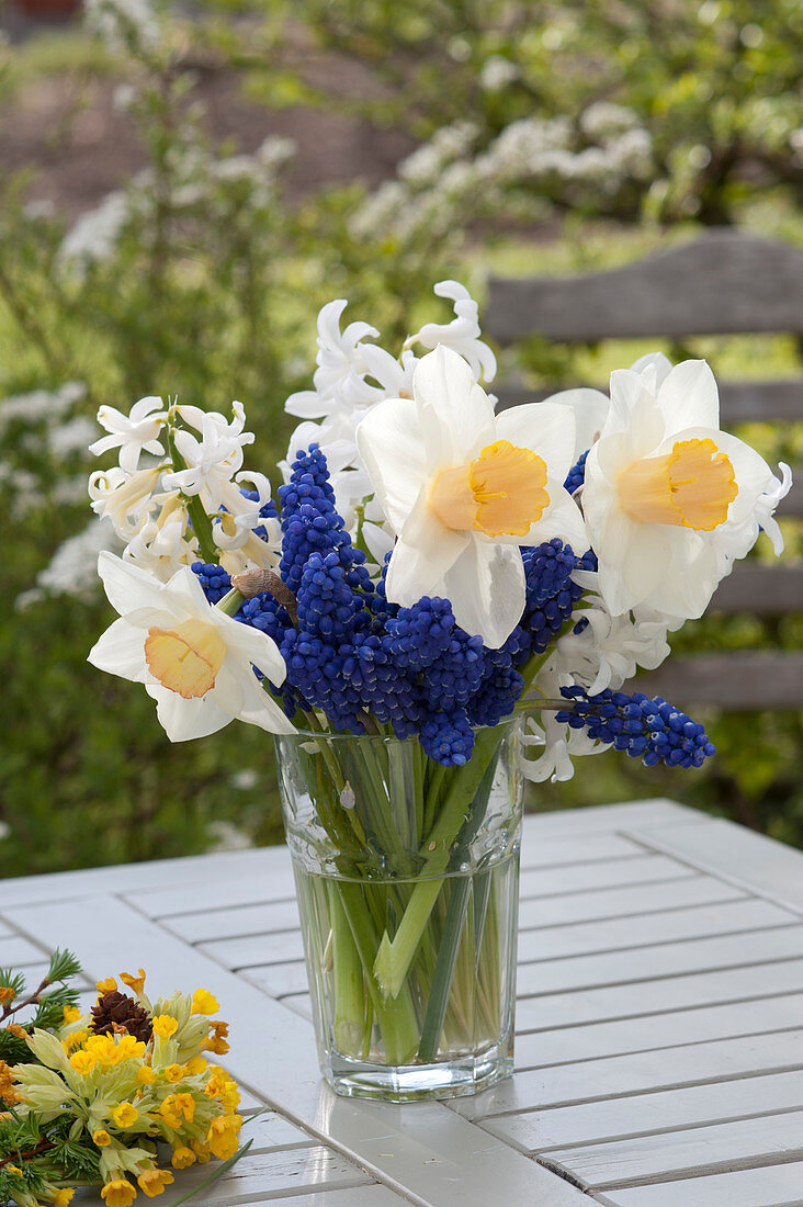 Kleiner Strauß aus Narcissus 'Salome' ( Narzissen ), Muscari