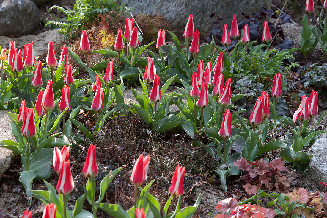 Tulipa greigii 'Czaar Peter' (Tulip)