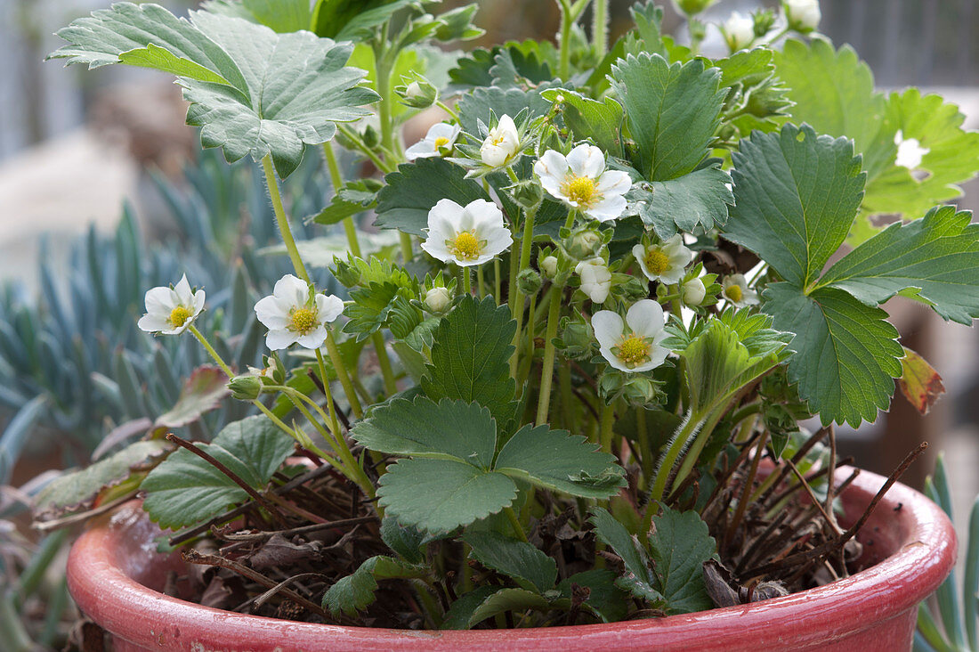 Blooming Fragaria (strawberry) in the pot