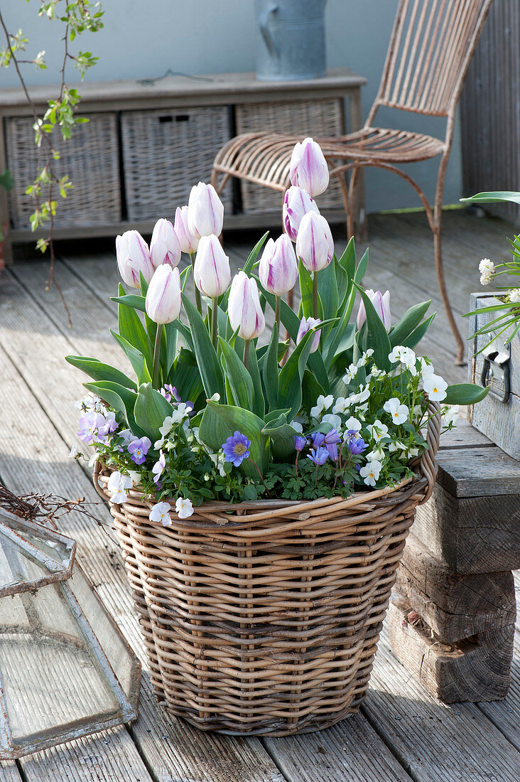 Tulipa 'Shirley' ( Tulpen ), Viola cornuta ( Hornveilchen ) und Anemone