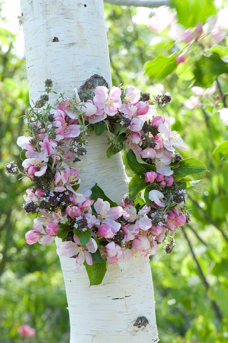 Kranz aus Malus ( Zierapfel ) und Thymus ( Thymian ) an Betula