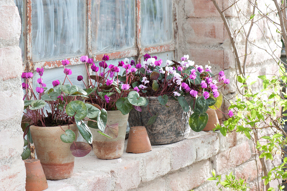 Cyclamen coum ( Frühlings-Alpenveilchen ) in Töpfen am Stallfenster