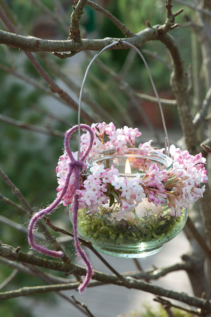Einmachglas als Windlicht mit Kränzchen aus Viburnum bodnantense 'Dawn'