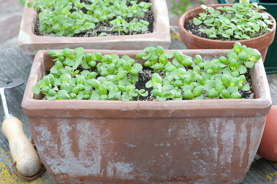 Seedlings of Ocimum basilicum (basil) in terracotta box