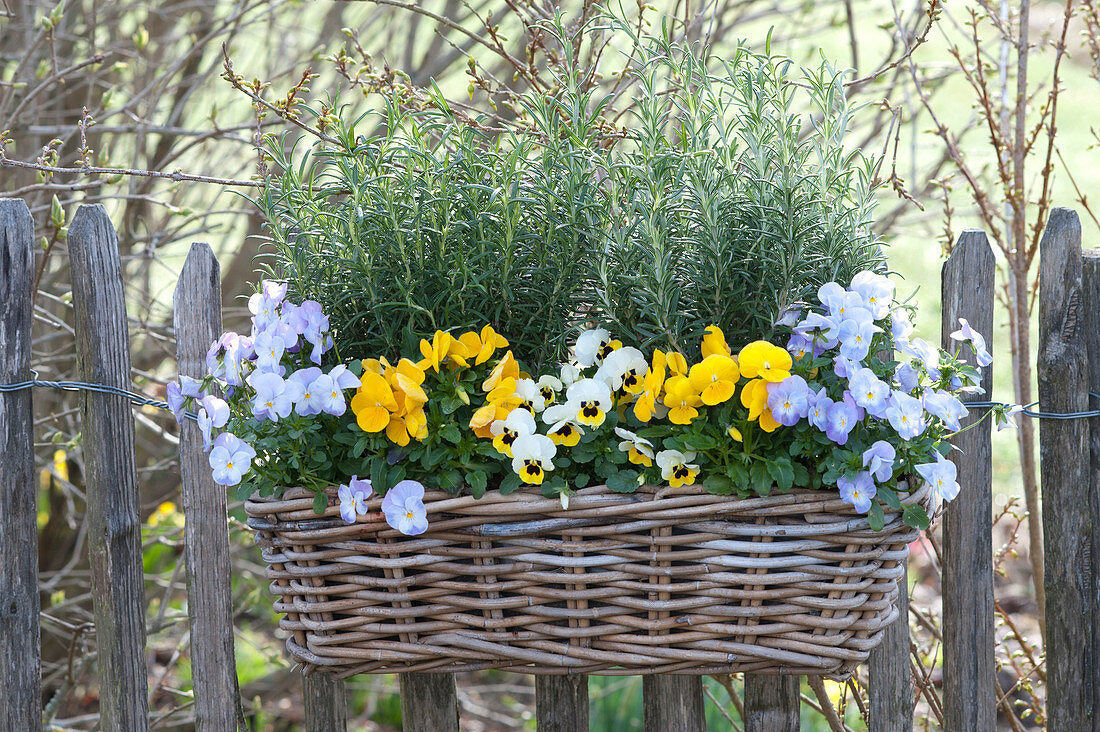 Basket box planted with viola cornuta, and rosmarinus