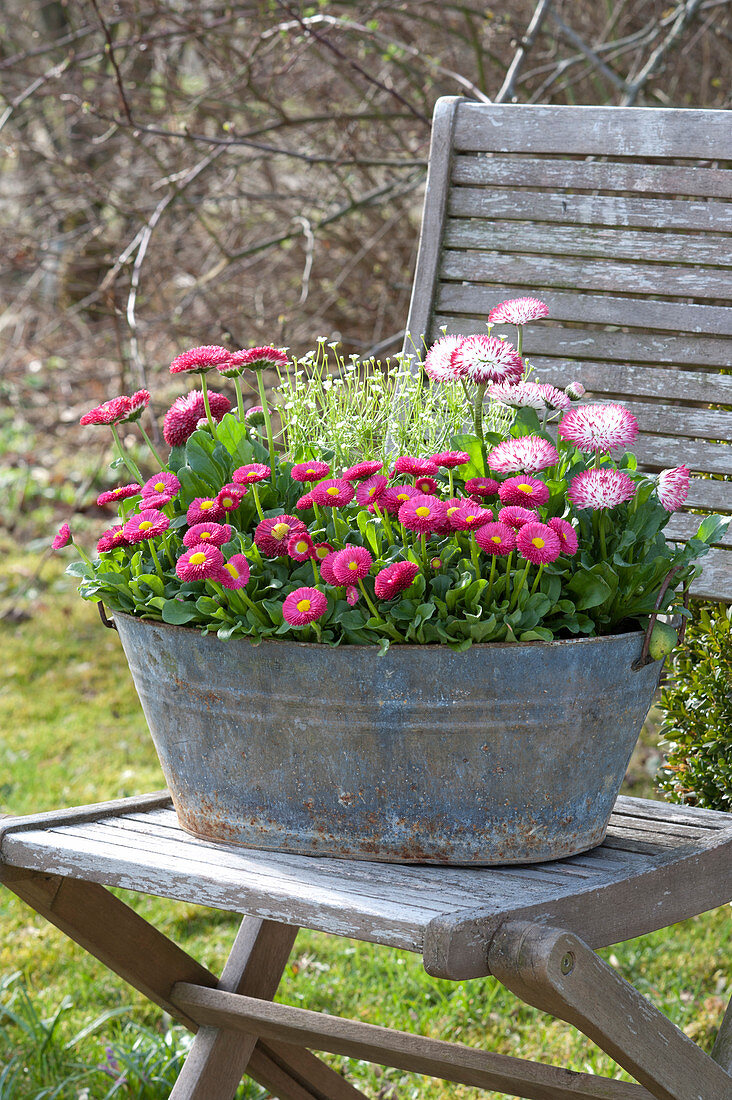 Old zinc sink planted with Bellis, and Androsace