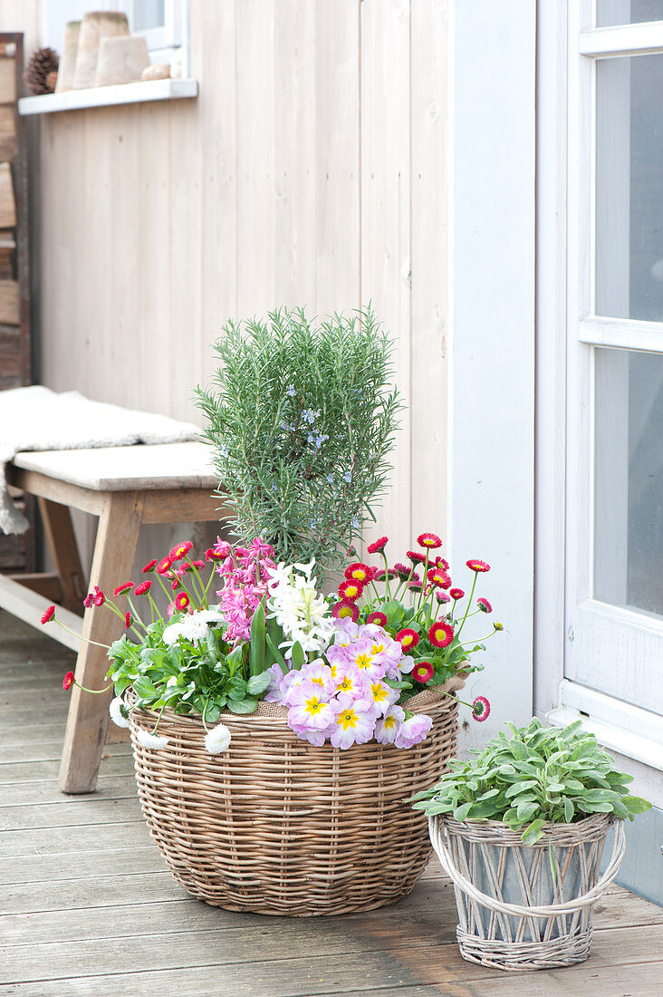 Rosmarinus ( Rosmarin ), Bellis ( Tausendschön ), Hyacinthus ( Hyazinthen )