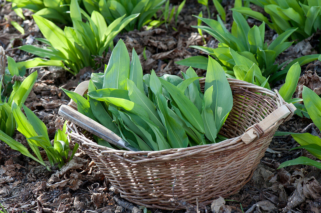 Spring cure with fresh herbs, Allium ursinum harvest