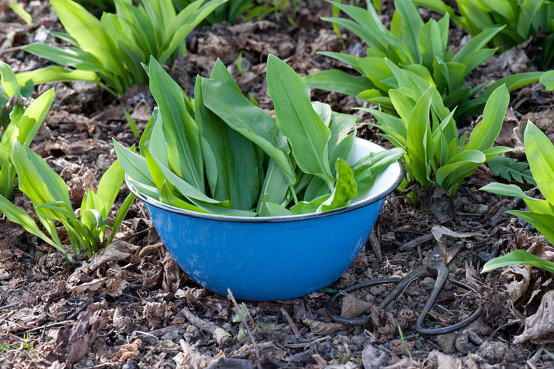 Frühjahrskur mit frischen Kräutern : Allium ursinum ( Bärlauch ) ernten