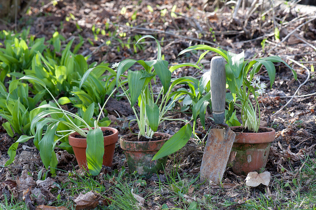 Allium ursinum, in clay pots and in flower bed