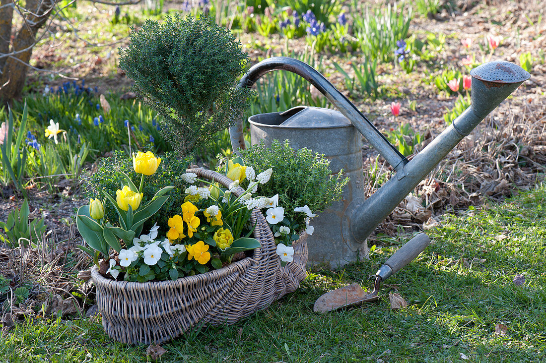 Tulipa 'Calimero' ( gefüllte Tulpen ), Viola wittrockiana ( Stiefmütterchen