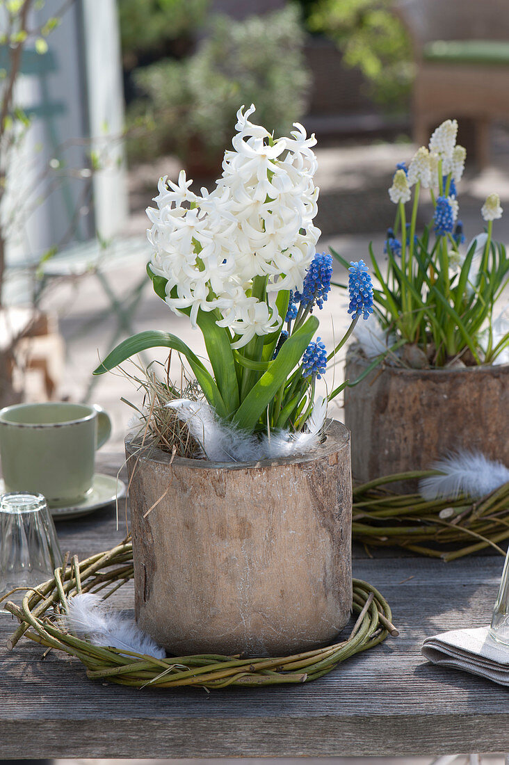 Hyacinthus 'White Pearl' (hyacinth) and muscari (grape hyacinth)