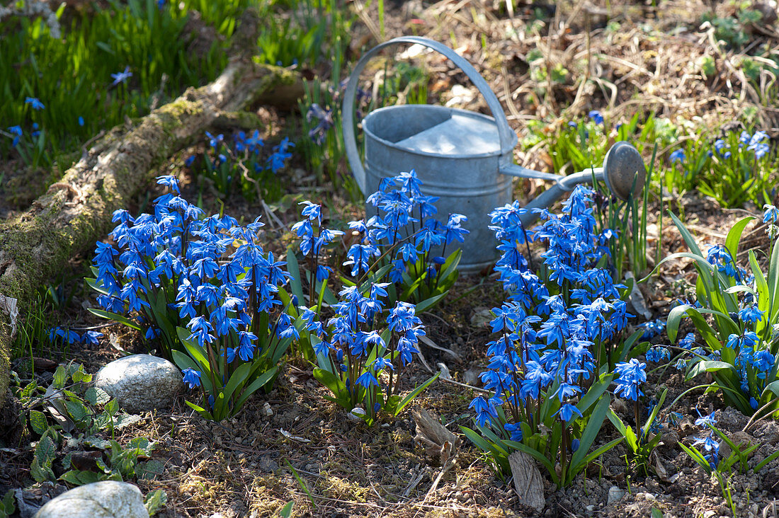 Scilla siberica (blue oysters) in the garden
